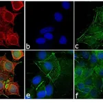 Thermo Fisher Scientific Donkey anti-Mouse IgG (H+L) Cross-Adsorbed Secondary Antibody, DyLight 550