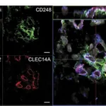 Thermo Fisher Scientific Donkey anti-Sheep IgG (H+L) Cross-Adsorbed Secondary Antibody, Alexa Fluor 546