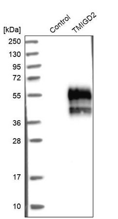 Merck Anti-TMIGD2 antibody produced in rabbit