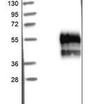 Merck Anti-TMIGD2 antibody produced in rabbit