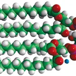 Merck 14:0 Cardiolipin (ammonium salt)