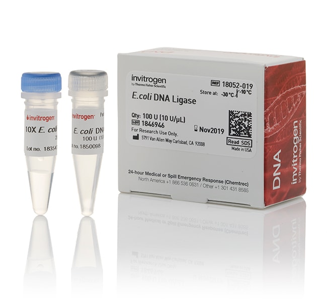 Thermo Fisher Scientific E. coli DNA Ligase
