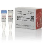 Thermo Fisher Scientific E. coli DNA Ligase