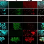 Thermo Fisher Scientific Goat anti-Rabbit IgG (H+L) Secondary Antibody, Alexa Fluor 488-10 nm colloidal gold