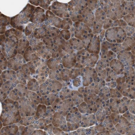 Merck Anti-LRP4 antibody produced in rabbit
