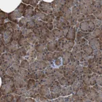 Merck Anti-LRP4 antibody produced in rabbit
