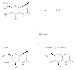 Merck CHITINASE FROM STREPTOMYCES GRISEUS