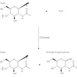 Merck CHITINASE FROM STREPTOMYCES GRISEUS