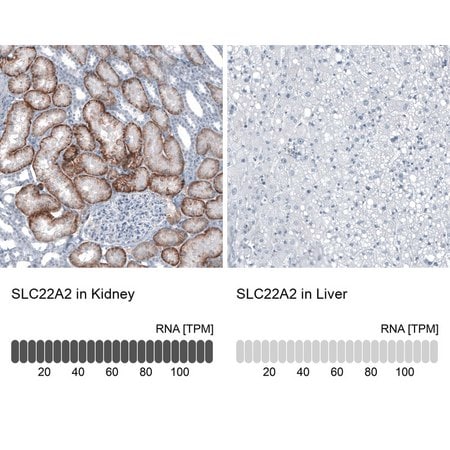 Merck Anti-SLC22A2 antibody produced in rabbit