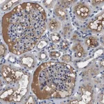 Merck Anti-C1RL antibody produced in rabbit