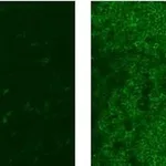 Thermo Fisher Scientific Mouse anti-Rat IgG2a Secondary Antibody, FITC, eBioscience
