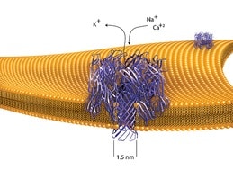 Merck A-HEMOLYSIN FROM STAPHYLOCOCCUS AUREUS