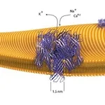 Merck A-HEMOLYSIN FROM STAPHYLOCOCCUS AUREUS