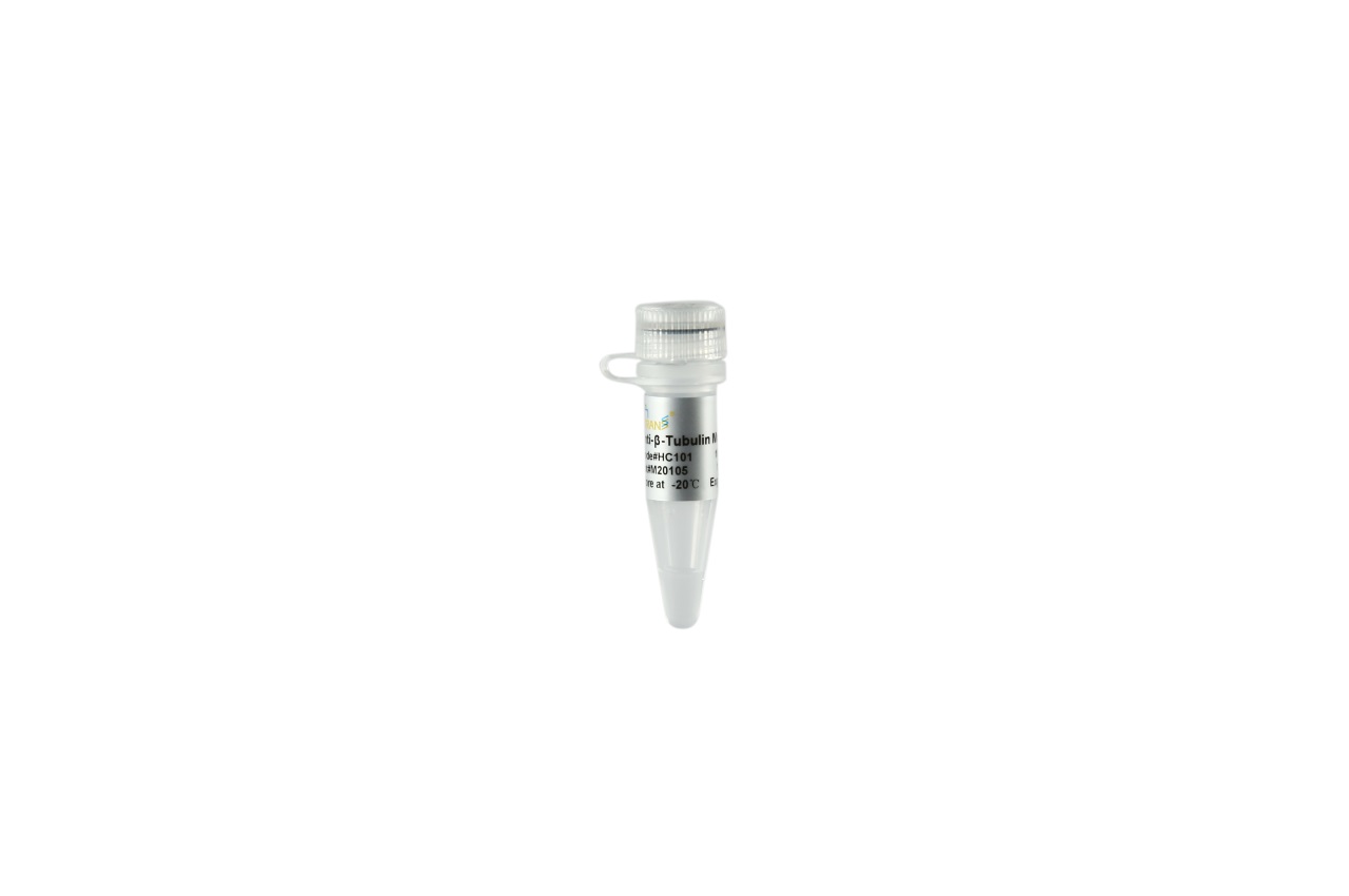 ProteinFind® Anti-β-Tubulin Mouse Monoclonal Antibody