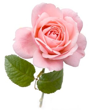 Merck Rose oil, Bulgarian natural, FG, produc&