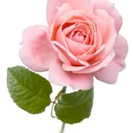 Merck Rose oil, Bulgarian natural, FG, produc&