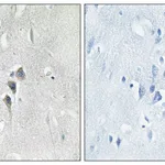Merck Anti-CAMK2 antibody produced in rabbit