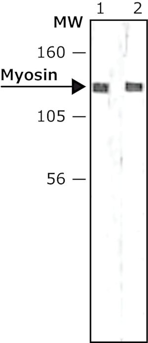Merck MONOCLONAL ANTI-MYOSIN LIGHT CHAIN