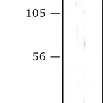 Merck MONOCLONAL ANTI-MYOSIN LIGHT CHAIN