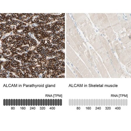 Merck Anti-ALCAM antibody produced in rabbit