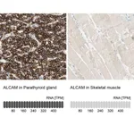 Merck Anti-ALCAM antibody produced in rabbit