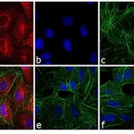 Thermo Fisher Scientific Goat anti-Rat IgG (H+L) Cross-Adsorbed Secondary Antibody, DyLight 650