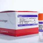 Thermo Fisher Scientific CELLstart Substrate