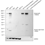 Thermo Fisher Scientific Mouse anti-Human IgG (H+L) Cross-Adsorbed Secondary Antibody