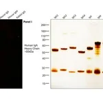 Thermo Fisher Scientific F(ab`)2-Goat anti-Human IgA Secondary Antibody, TRITC