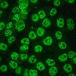 Merck ANTI-HUMAN IGG (WHOLE MOLECULE) FITC &