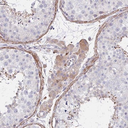 Merck Anti-FBXL13 antibody produced in rabbit