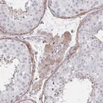 Merck Anti-FBXL13 antibody produced in rabbit