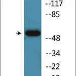 Merck Anti-phospho-Akt (pSer124) antibody produced in rabbit