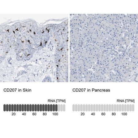 Merck Anti-CD207 antibody produced in rabbit