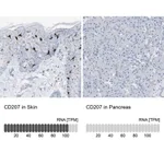 Merck Anti-CD207 antibody produced in rabbit