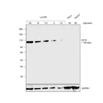 Thermo Fisher Scientific Rabbit anti-Goat IgG (H+L) Secondary Antibody, HRP