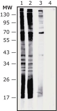 Merck Anti-Akkermancia muciniphila antibody produced in rabbit