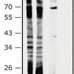 Merck Anti-Akkermancia muciniphila antibody produced in rabbit
