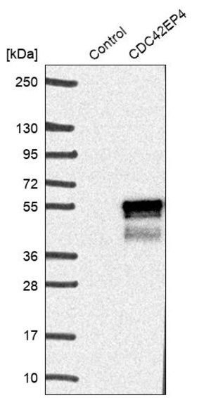 Merck ANTI-CDC42EP4