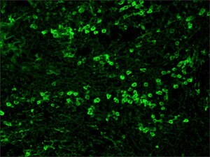 Merck ANTI-RABBIT IGG (WHOLE MOLECULE) FITC &