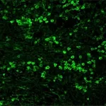 Merck ANTI-RABBIT IGG (WHOLE MOLECULE) FITC &