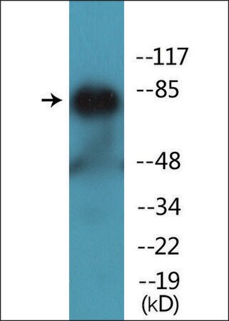 Merck Anti-phospho-PKC theta (pThr538) antibody produced in rabbit
