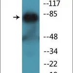 Merck Anti-phospho-PKC theta (pThr538) antibody produced in rabbit