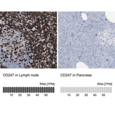 Merck Anti-CD247 antibody produced in rabbit
