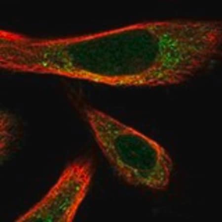 Merck Anti-ATOH1 antibody produced in rabbit
