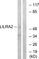 Merck ANTI-LILRA2