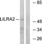 Merck ANTI-LILRA2