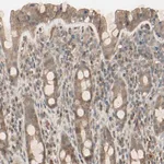 Merck Anti-FHDC1 antibody produced in rabbit