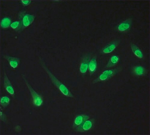 Merck Anti-RbAp48/RbAp46 antibody produced in rabbit