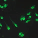 Merck Anti-RbAp48/RbAp46 antibody produced in rabbit